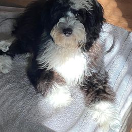 Aussiedoodle and Goldendoodle Puppies from Saddle Hill Farms