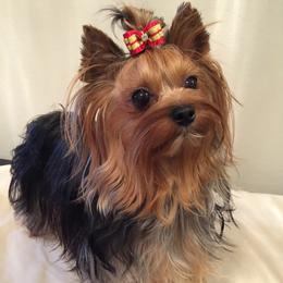 Annie - Yorkshire Terrier