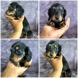 Sprite - Black and tan female Dachshund puppy in Orem, Utah from Miekca’s Dachshunds