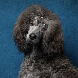 Ragnar - Poodle