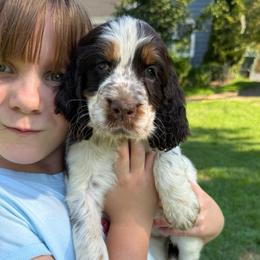 Buttercup - Liver white and tan female English Springer Spaniel puppy in Newport News, Virginia from Sara's English Springer Spaniels (All Tails Kennel)
