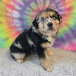 Haggard - Blue merle male Miniature Australian Shepherd puppy in Church Hill, Tennessee from Hippie Dog Haven