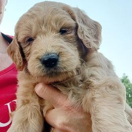 Black - Goldendoodle puppy from Dakota Sky's Goldens