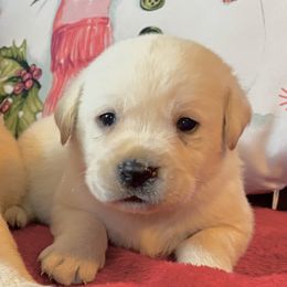 Yellow Boy 1 - Yellow male Labrador Retriever puppy in Jamestown, Ohio from Heartlands Quality Labrador Retrievers