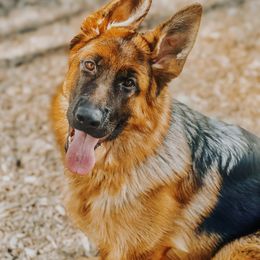 Aurora - German Shepherd