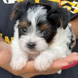 Companion Crosses, Morkies, and Yorkipoos from J&C Couture Pups