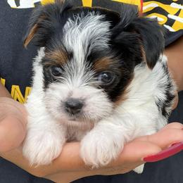 Companion Crosses, Morkies, and Yorkipoos from J&C Couture Pups