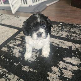 Cocker Spaniel Puppies from VanTrees Cocker Spaniels
