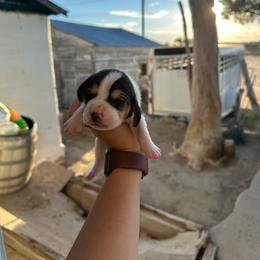 Boy 7 - Black and white male Basset Hound puppy in Las Animas, Colorado from J&D Dachsies