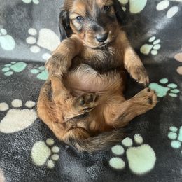 Boy 3 - Dachshund puppy from Doxie_pupps