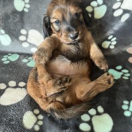 Boy 3 - Dachshund puppy from Doxie_pupps