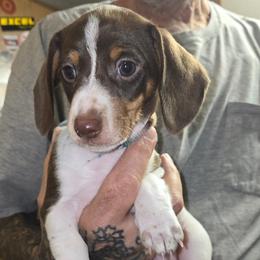 Patches - Piebald male Dachshund puppy in New Caney, Texas from BouncinMiniWeenies
