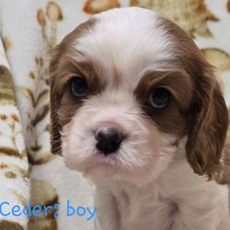 Ceder - Blenheim male Cavalier King Charles Spaniel puppy in Wardville, Oklahoma from Lily of the Valley Cavaliers