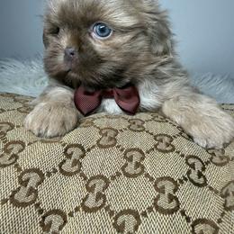 Moonbeam - Lilac male Shih Tzu puppy in Coolidge, Arizona from Shih Tzu’s  ‘N’ Love