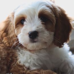 Cavalier King Charles Spaniels, Cavapoos, and Poodles from Golden Hour Cavapoos