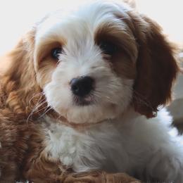 Cavalier King Charles Spaniels, Cavapoos, and Poodles from Golden Hour Cavapoos