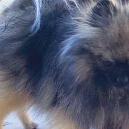 Pomeranians from Perfect Poms