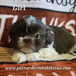 Chocolate and White Girl - Chocolate female Shih Tzu puppy in Oakville, Washington from Garrard Creek Shih Tzus