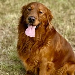 Golden Retriever and Miniature Australian Shepherd All Grown Up from Raised Right Pups