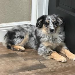 Valhalla - Miniature Australian Shepherd