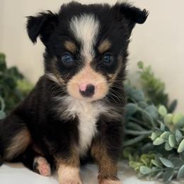 Tate - Black tri male Toy Australian Shepherd puppy in Ambrose, Georgia from Brandilyn's Aussies