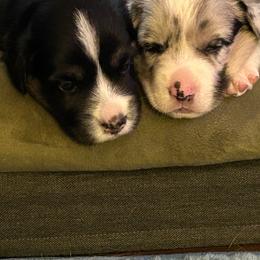 Vienna (Orange Collar) - Black and white female Cardigan Welsh Corgi puppy in Greensboro, North Carolina from Wynnewood Kennels