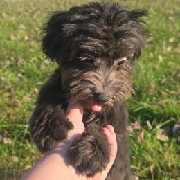 Naomi - Black female Cockapoo puppy in Lebanon, Kentucky from Mosaic Merle Doodles