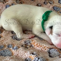 Green - White and black male Dalmatian puppy in Jacksonville, North Carolina from Spots and Dots Dalmatians