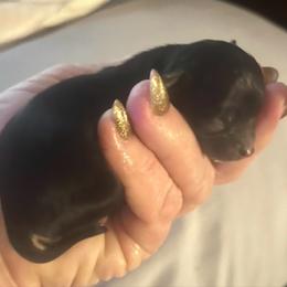 Trident - Chocolate blue male Chihuahua puppy in Tecumseh, Oklahoma from Callie’s Happy Chihuahuas, Callie’s Happy Treasures LLC