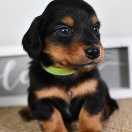 Green collar boy - Black and tan male Dachshund puppy in Empire, Alabama from Heart of Dixie Kennel