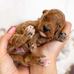 Rye - Tan collar boy - Red male Cavapoo puppy in Melbourne, Florida from Space Coast Doodle Co.