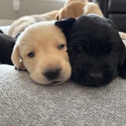 Labrador Retriever Puppies from Front Range Labradors LLC