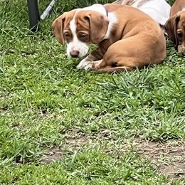 Dachshund Puppies from Witchy Woman’s Wiener’s