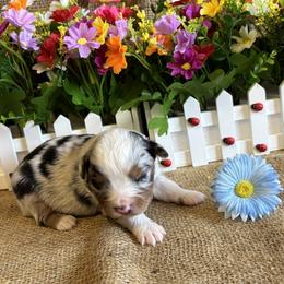 Blue Merle Male number one - Blue merle male Miniature American Shepherd puppy in Cowlitz County, Washington from Pleasant Woods Miniature American Shepherds