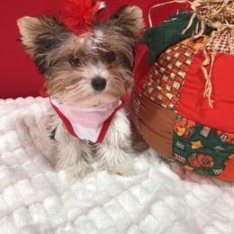 Biewer Terrier Puppies from Amore-Biewers, House of Wagging Tails