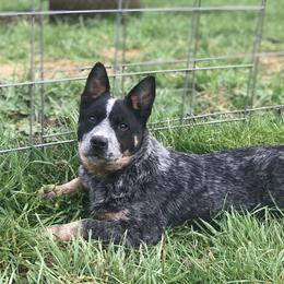 Australian Cattle Dog Puppies from Heirloom Ranch