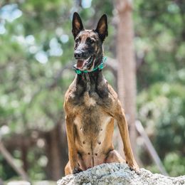 Darla - Belgian Malinois
