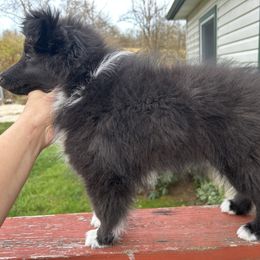 Shetland Sheepdog Puppies from Brandy Stratton