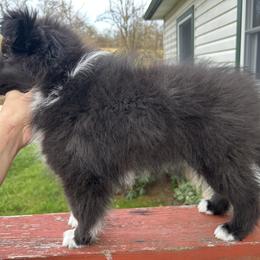 Shetland Sheepdog Puppies from Brandy Stratton