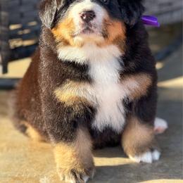 Lucy - Black and rust female Bernese Mountain Dog puppy in Purcell, Oklahoma from Swiss Berner Bears