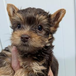 Gina - Chocolate and tan female Yorkshire Terrier puppy in Gatesville, Texas from KontryKritterz Yorkies