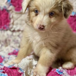 Merle female - Red merle female Australian Shepherd puppy in Lemon Cove, California from Magic Ranch Mini Aussies