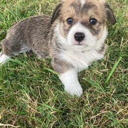 Pembroke Welsh Corgi Puppies from Red Wagon Farm