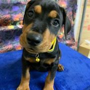 German Pinscher Puppies from Windamir German Pinschers