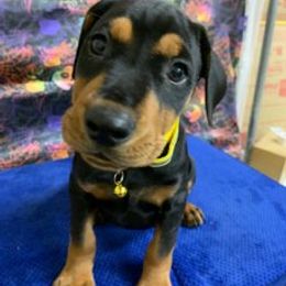 German Pinscher Puppies from Windamir German Pinschers