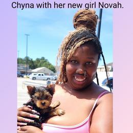 Biewer Terrier and Yorkshire Terrier Puppies from Southeast Biewers