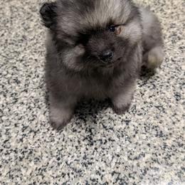 Pink girl - Black and silver female Keeshond puppy in Fayetteville, Tennessee from Erbekees-Keeshonden