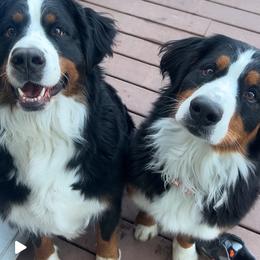 Bernese Mountain Dog puppies from Hampton Bernese Mountain Dogs