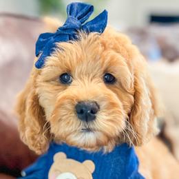 Assorted Doodle Crosses, Bernedoodles, and Goldendoodles from Curly Q’s Of Carlyss
