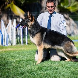 German Shepherd Puppies from Ca-She Shepherds